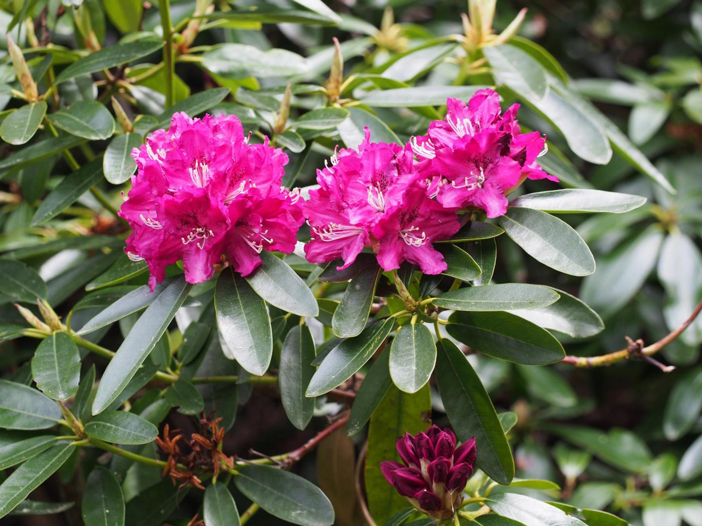 Rhododendron plant